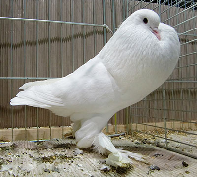  White
