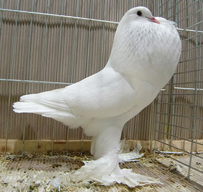  White