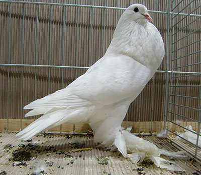  White