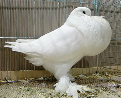  White
