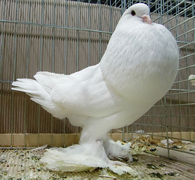  White