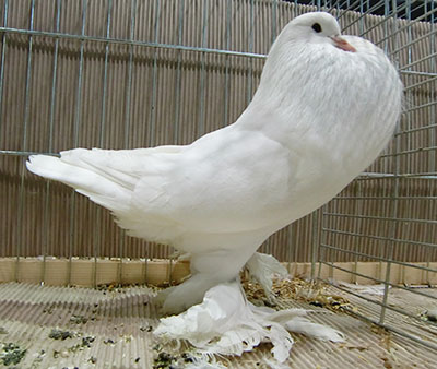  White