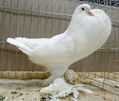  White