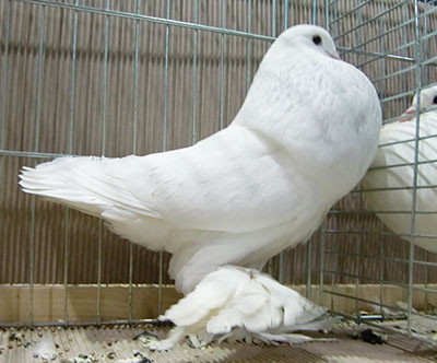  White