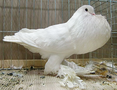  White