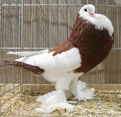  Dominican Red