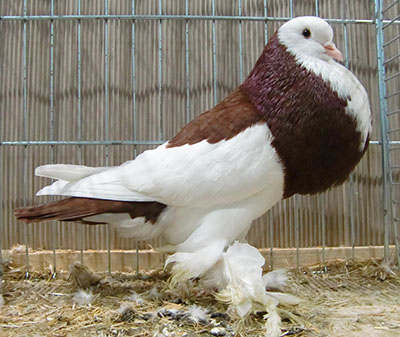  Dominican Red