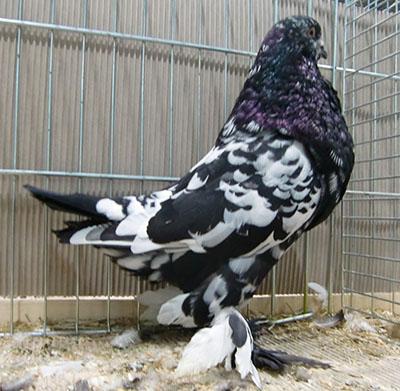  Black Mottled