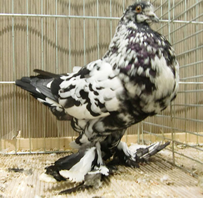  Black Mottled