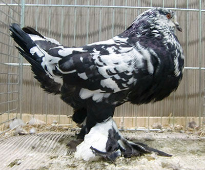  Black Mottled