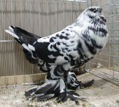  Black Mottled