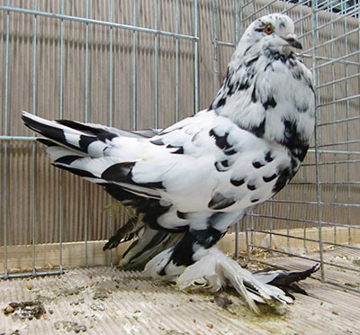  Black Mottled