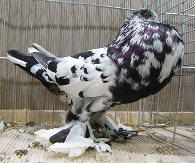  Black Mottled