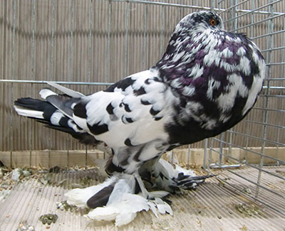  Black Mottled