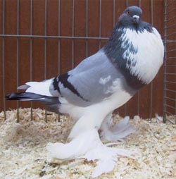 Blue Pied Blue Pied