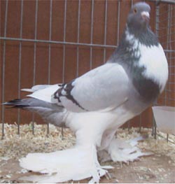 Ash Blue Pied Ash Blue Pied