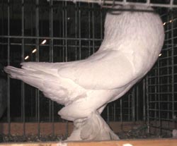 White White