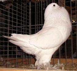 White White