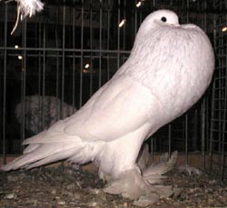 White White