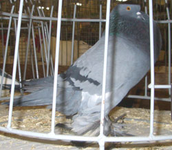 Blau mit schwarzen binden Blau mit schwarzen binden