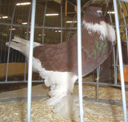 Rot Geherzt Rot Geherzt