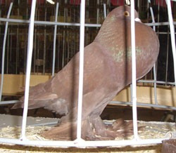 Rot Rot