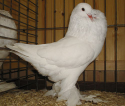  White