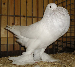  White