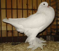  White