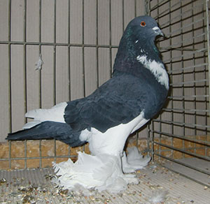  Black Pied