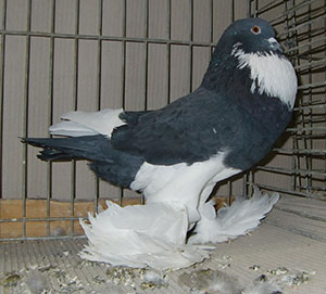  Black Pied