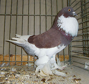  Pied Red
