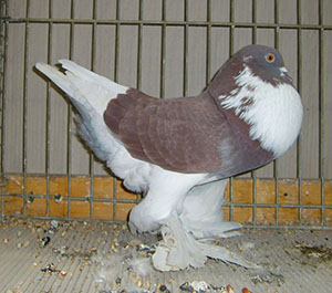  Pied Red