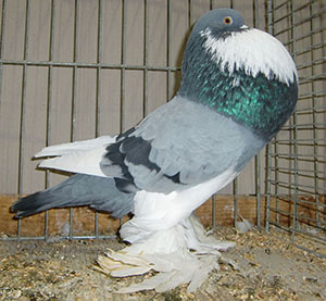  Blue Pied