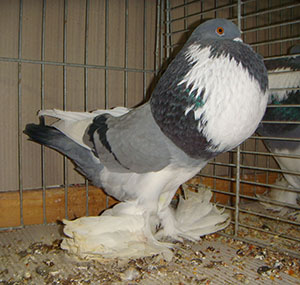  Blue Pied