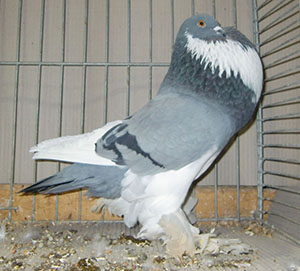  Blue Pied