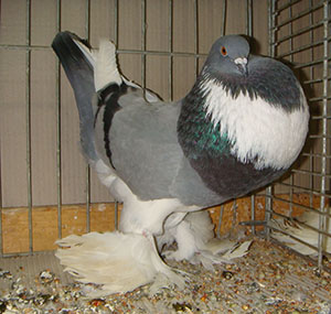  Blue Pied