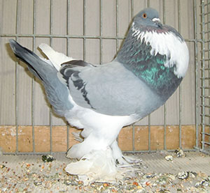  Blue Pied