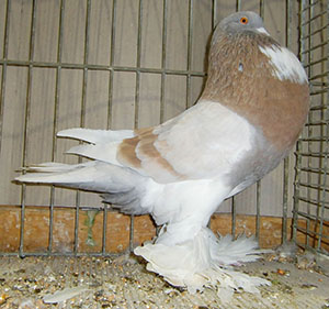  Ash Yellow Pied