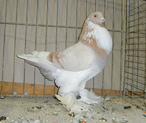  Ash Yellow Pied