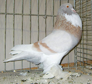  Ash Yellow Pied