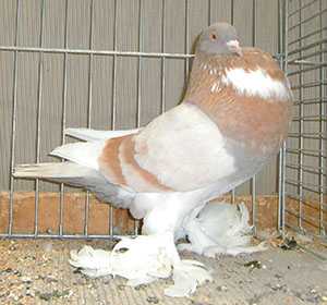  Ash Yellow Pied
