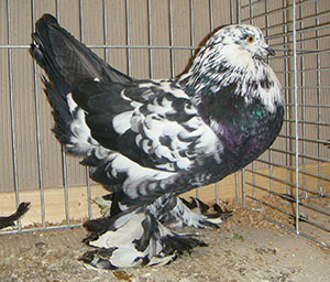  Black Tigered