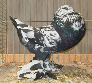 Black Mottled