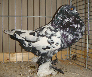  Black Mottled