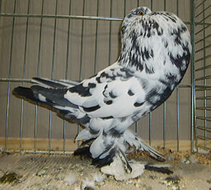  Black Mottled