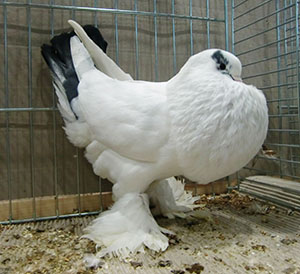  Tail Marked Blue