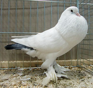  Tail Marked Blue
