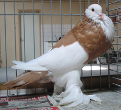 Dominicaan Rood Dominicaan Rood