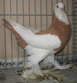 Dominicaan Rood Dominicaan Rood